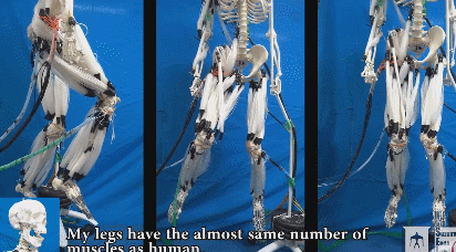 Musculoskeletal Robot Driven by Multifilament Muscles