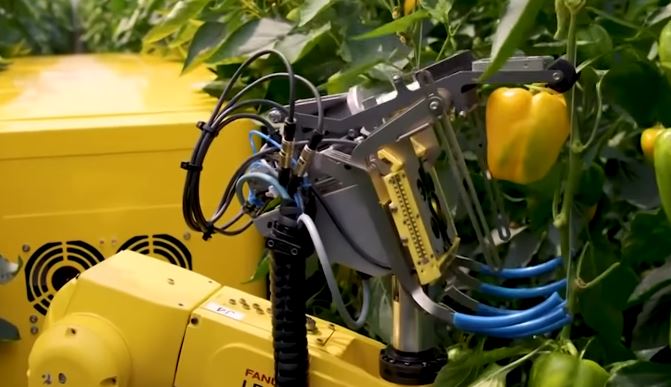 Sweeper Pepper Harvesting Robot Picks Peppers In 24 Seconds Robotic