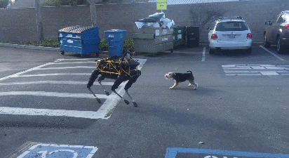 robot dog