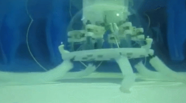 Octopus-Inspired Robot