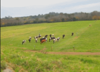 Shrimp Robot Shepherd