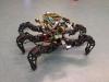 Spider Pig Autonomous Hexapod Robot