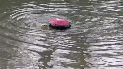 robo terp robotic turtle