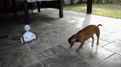 Robit Robot Monitoring Pets