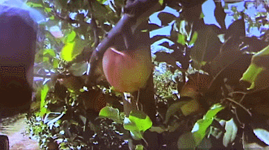 apple picking robots