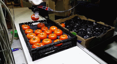 soft-robots-for-tomato-sorting-packing