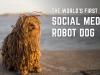 Soshee Social Media Robot Dog Reacts To Your Notifications