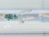 EPFL’s Tiny Robot Spies on the Fish