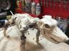 Boney: Skeleton Robot Dog with Arduino