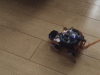 CRICKIT WobblyBot: DIY Hopping Robot