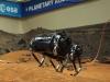 SpaceBok: Planetary Exploration Quadruped Robot