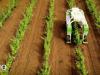 Ted Straddling Vineyard Robot