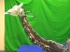 Giraffe Neck Inspired Musculoskeletal Robot