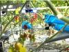 inaho Autonomous Tomato Harvesting Robot